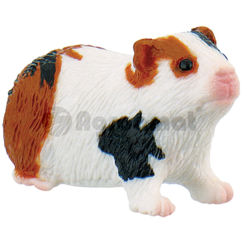 Porc de guineea