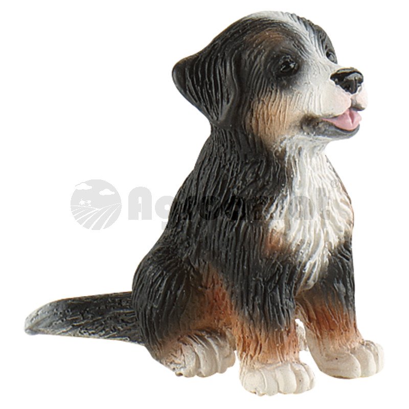 Pui St. Bernard Joy