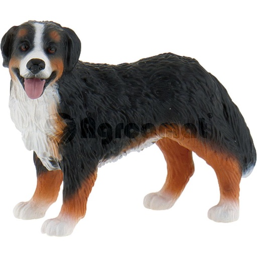 [AMAT3-91212] Berner ciobanesc Bianca