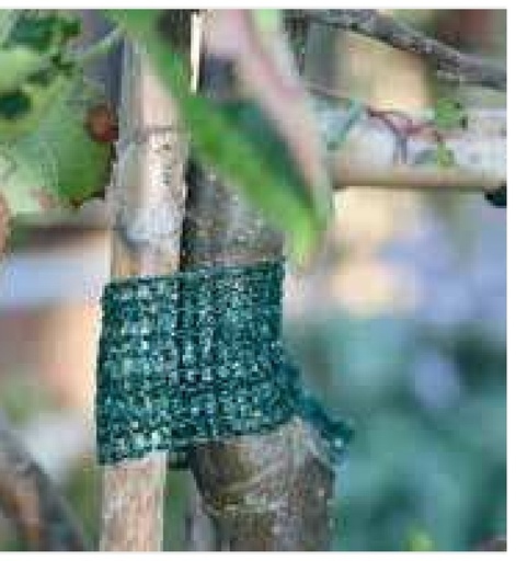 [AMAT3-199727] Sfoara pentru legarea copacilor